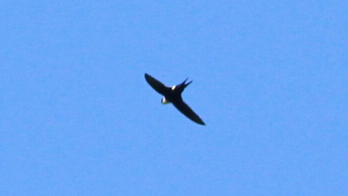 Lesser Swallow-tailed Swift - ML646667601