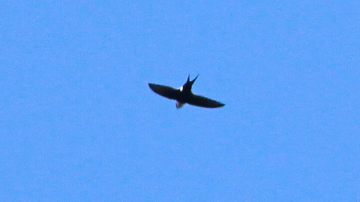 Lesser Swallow-tailed Swift - ML646667602