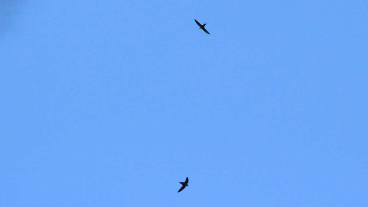 Lesser Swallow-tailed Swift - ML646667603