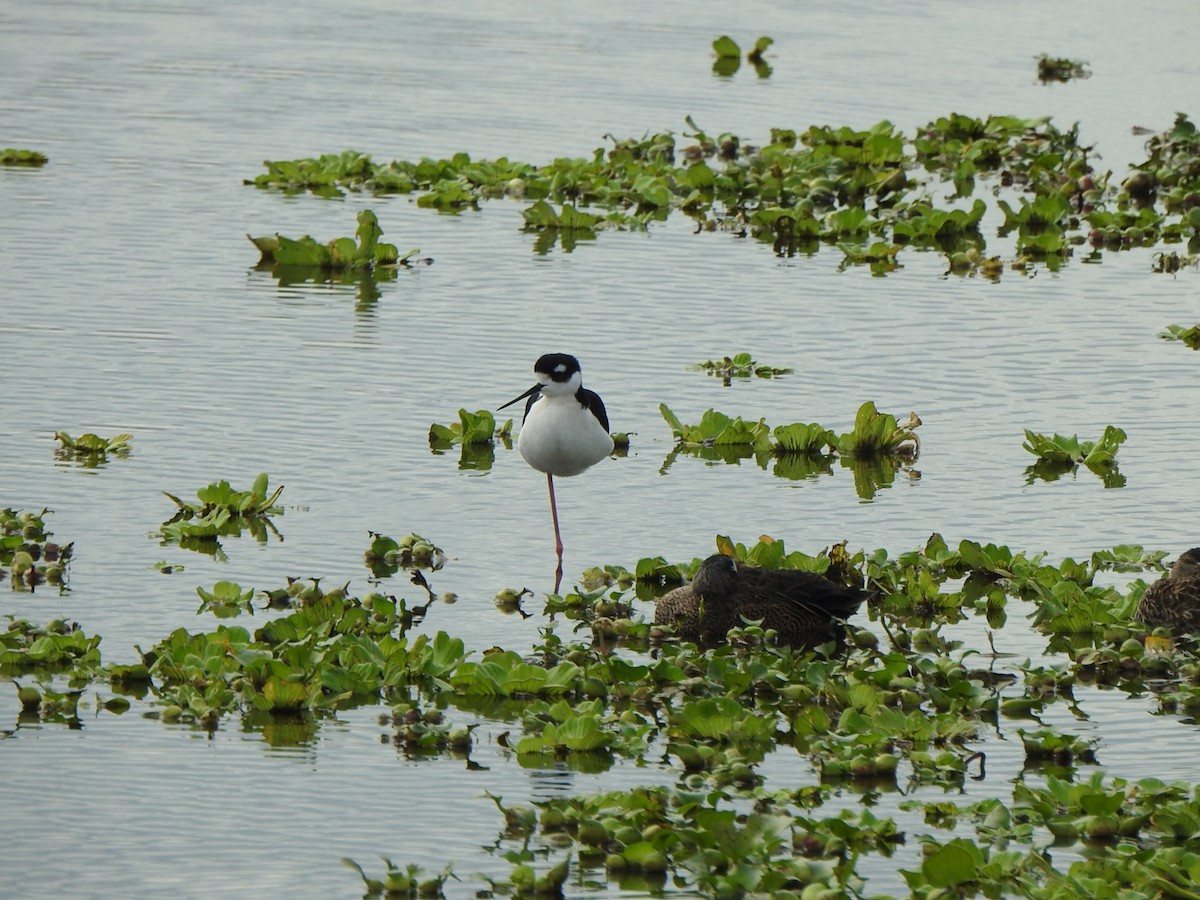 Maskeli Uzunbacak - ML646667605