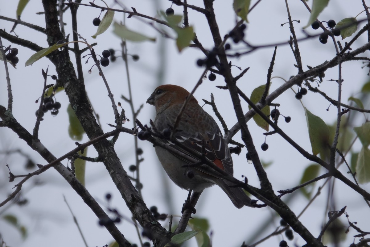 ギンザンマシコ - ML646667606