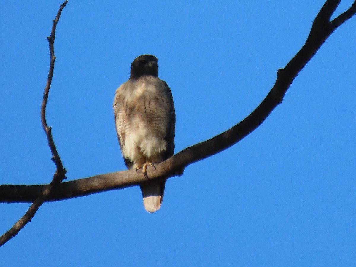 Poiana codarossa - ML646667612