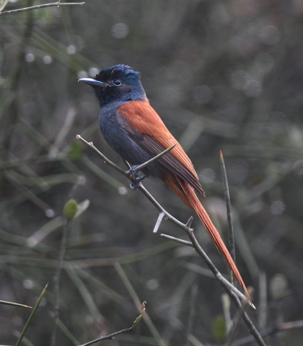 lejskovec africký - ML646667613