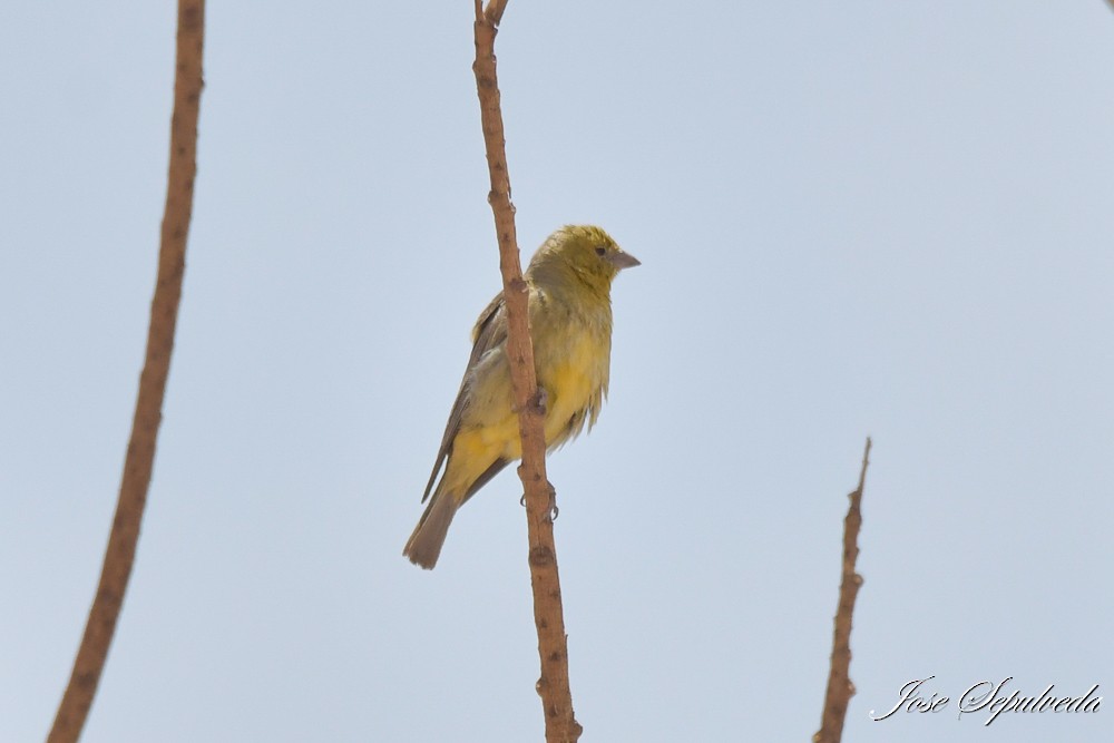 Chirigüe Oliváceo - ML646667614