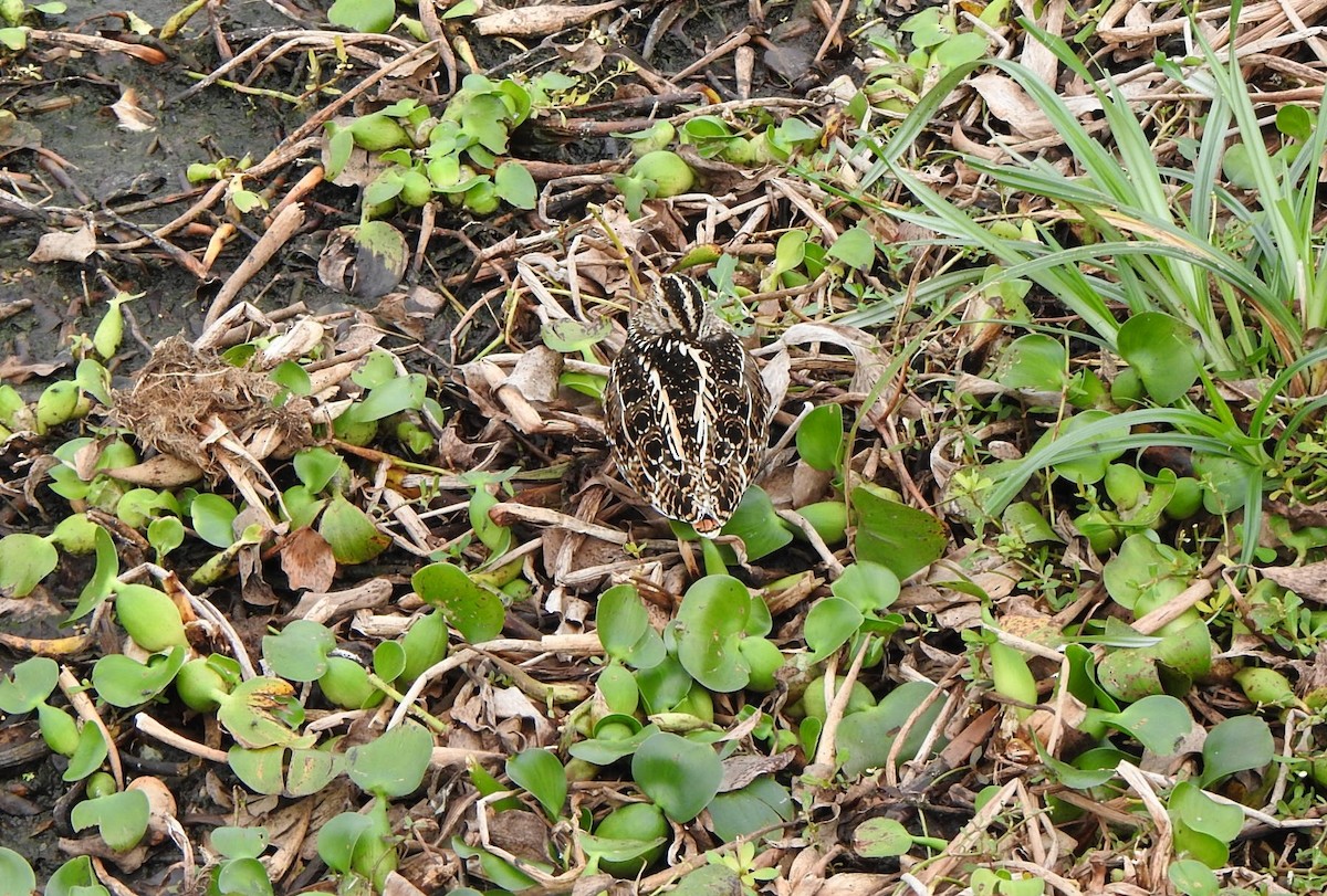 Wilson Suçulluğu - ML646667616