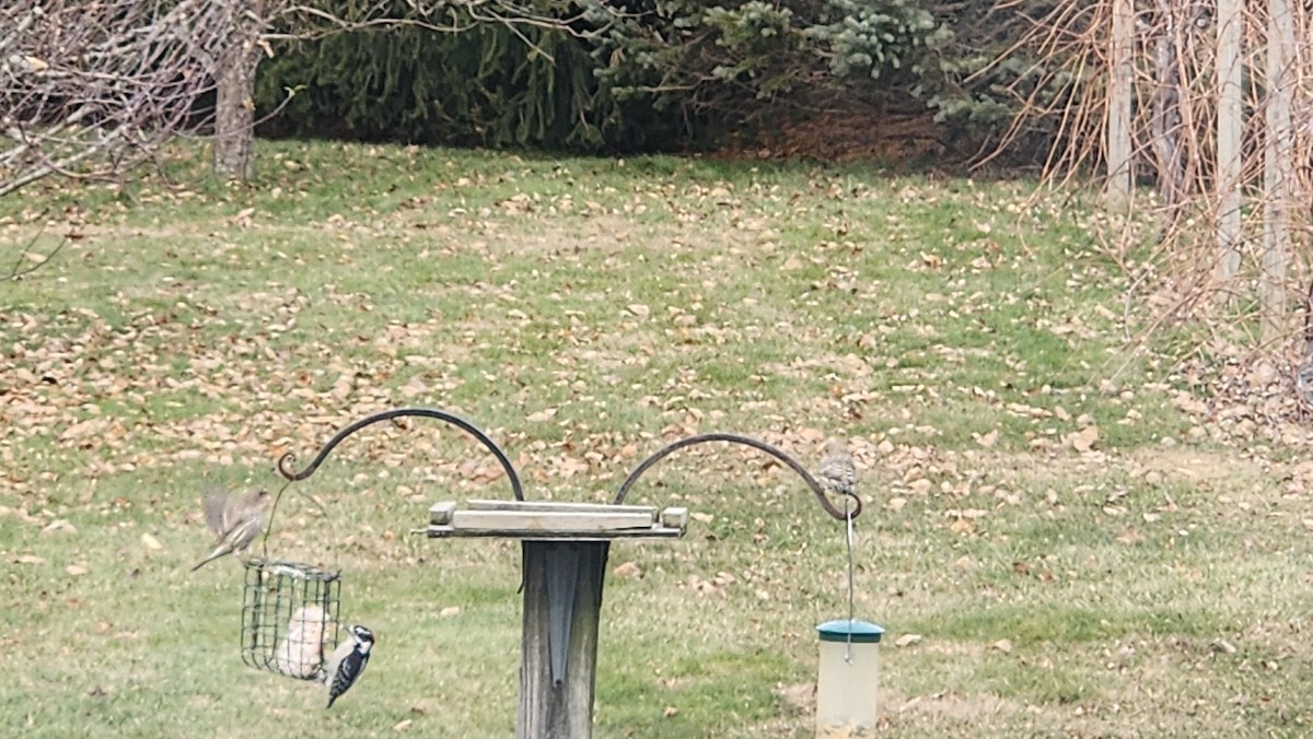 House Finch - ML646667617