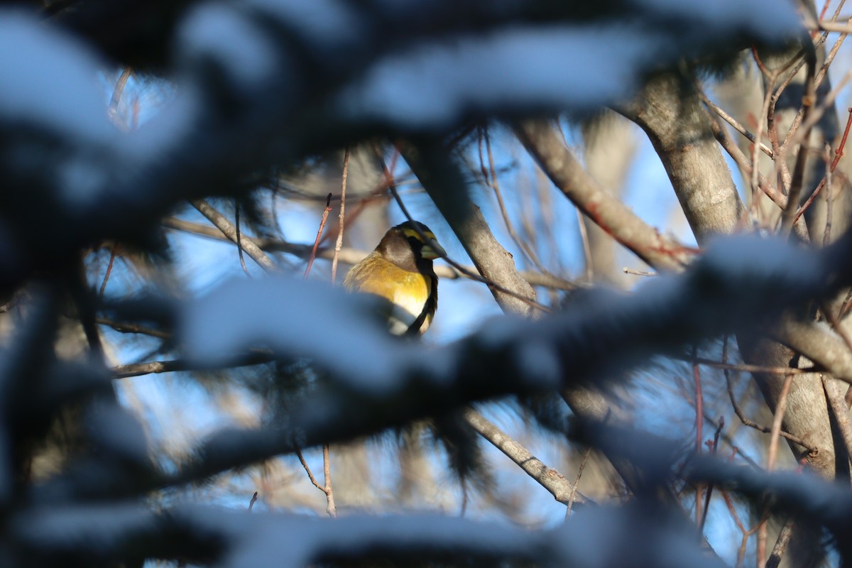 gulbrynkjernebiter - ML646667618