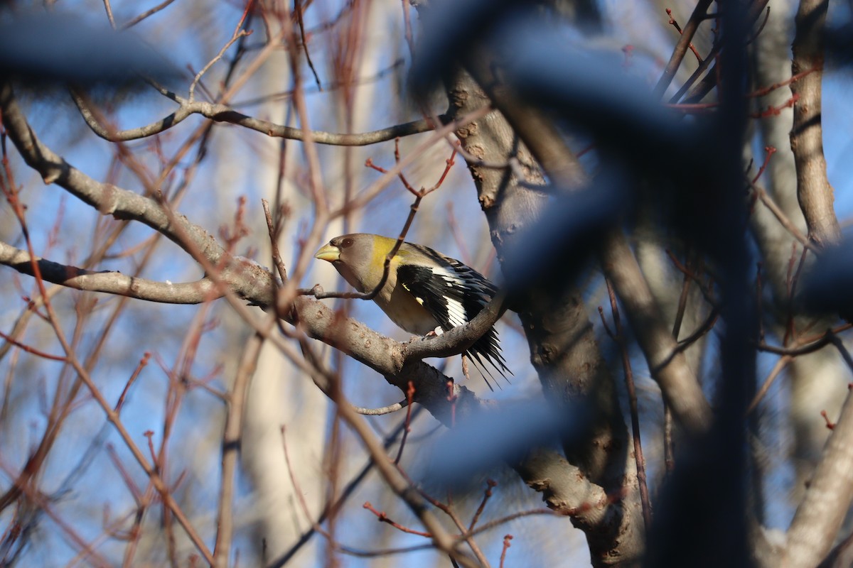 gulbrynkjernebiter - ML646667619