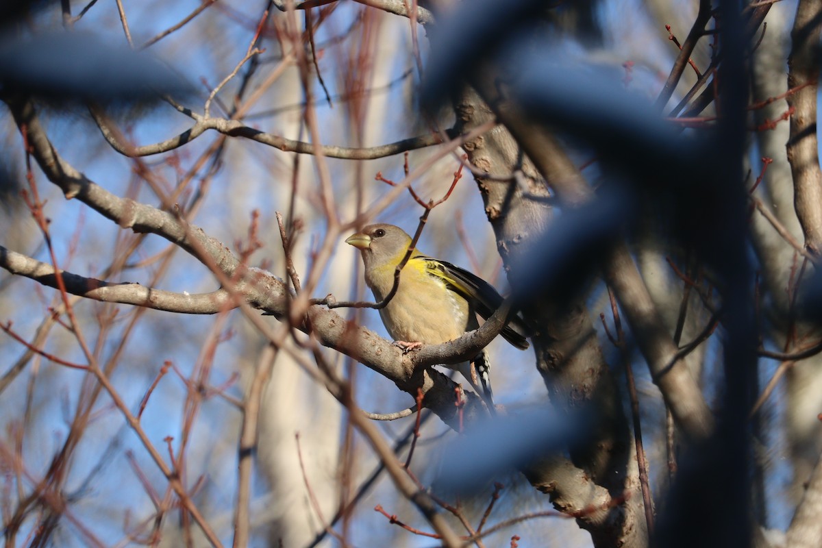 gulbrynkjernebiter - ML646667620