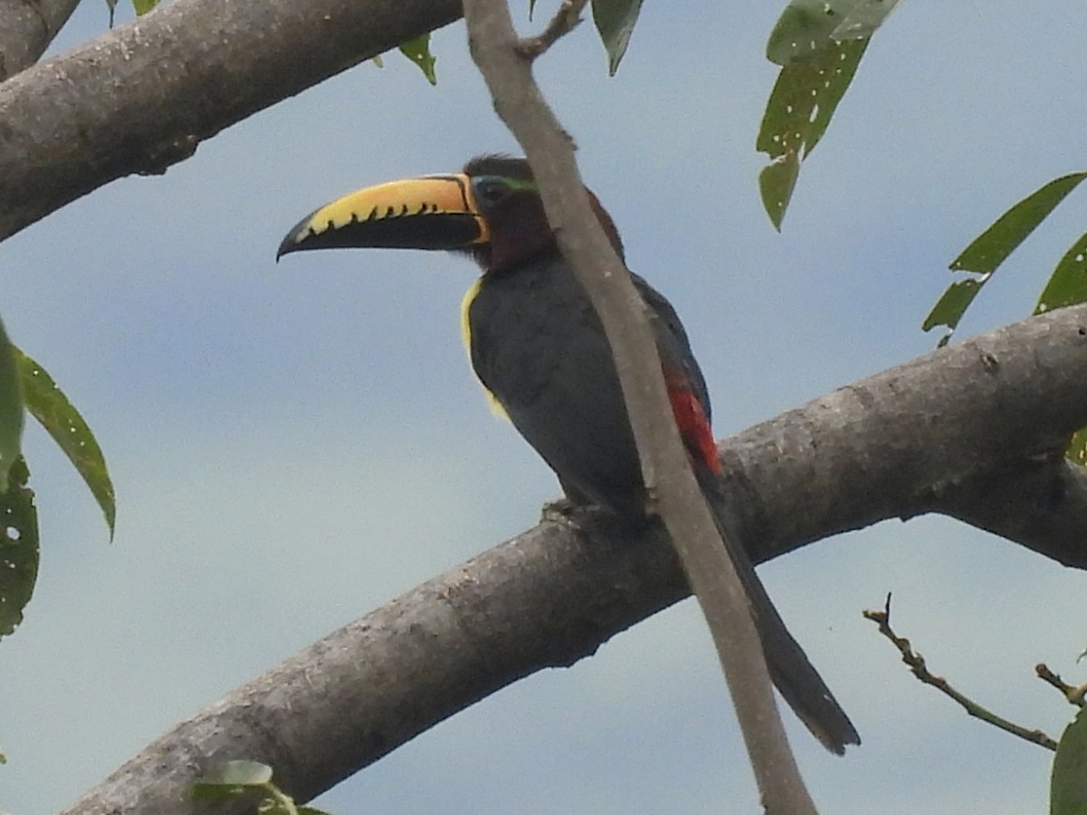 Lettered Aracari (Humboldt's) - ML646667621