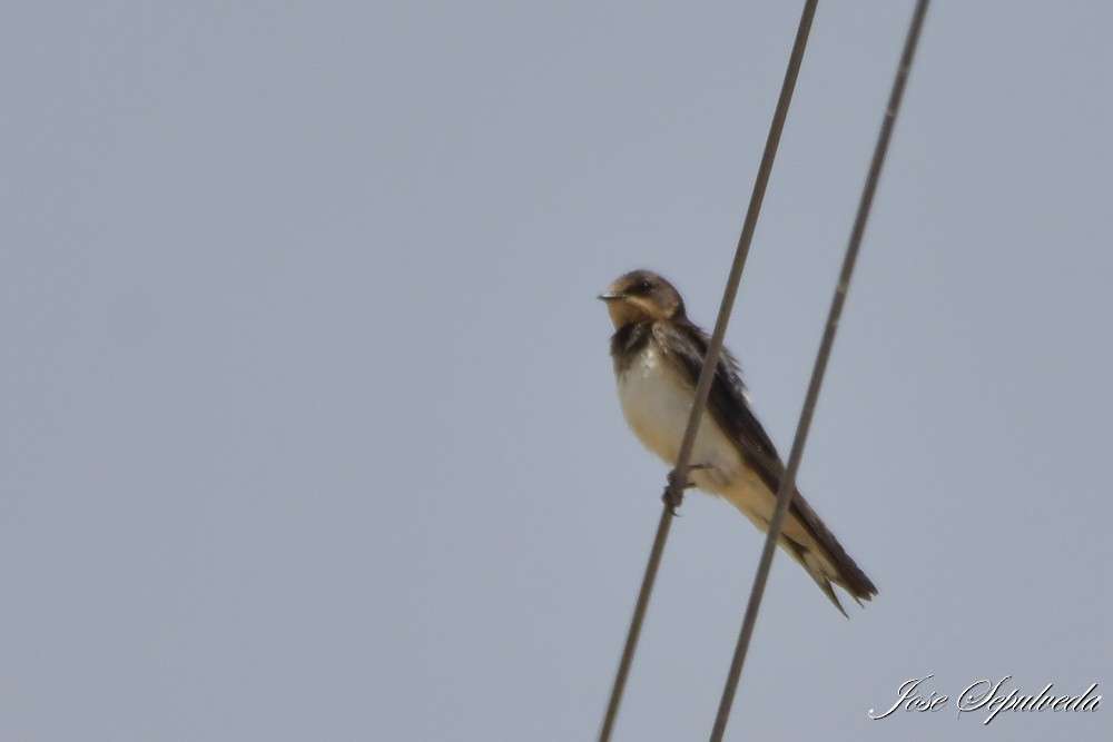 Golondrina Común - ML646667622