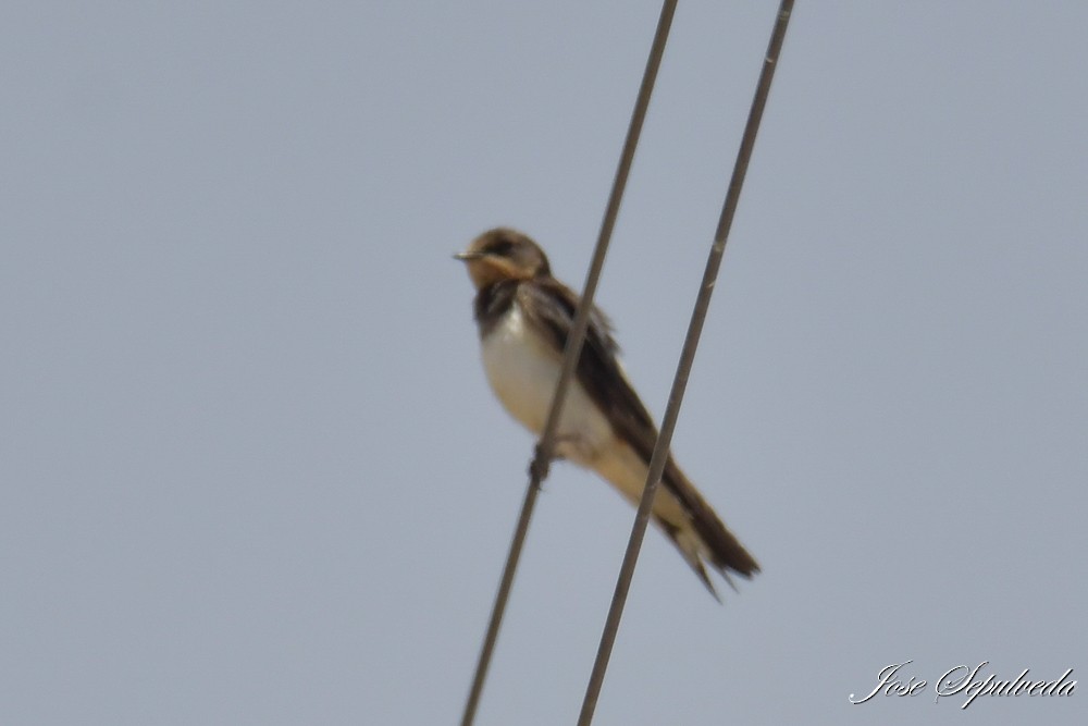 Golondrina Común - ML646667623