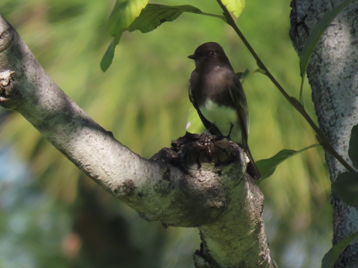 Black Phoebe - ML646667624