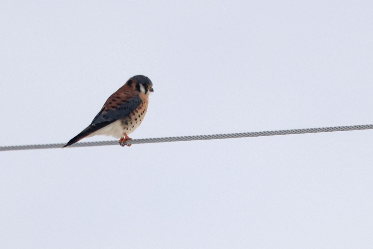 American Kestrel - ML646667625