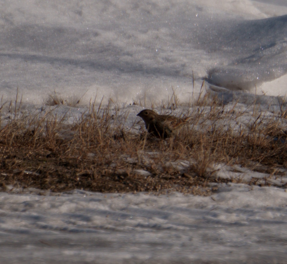 Escribano Collarejo - ML646667626