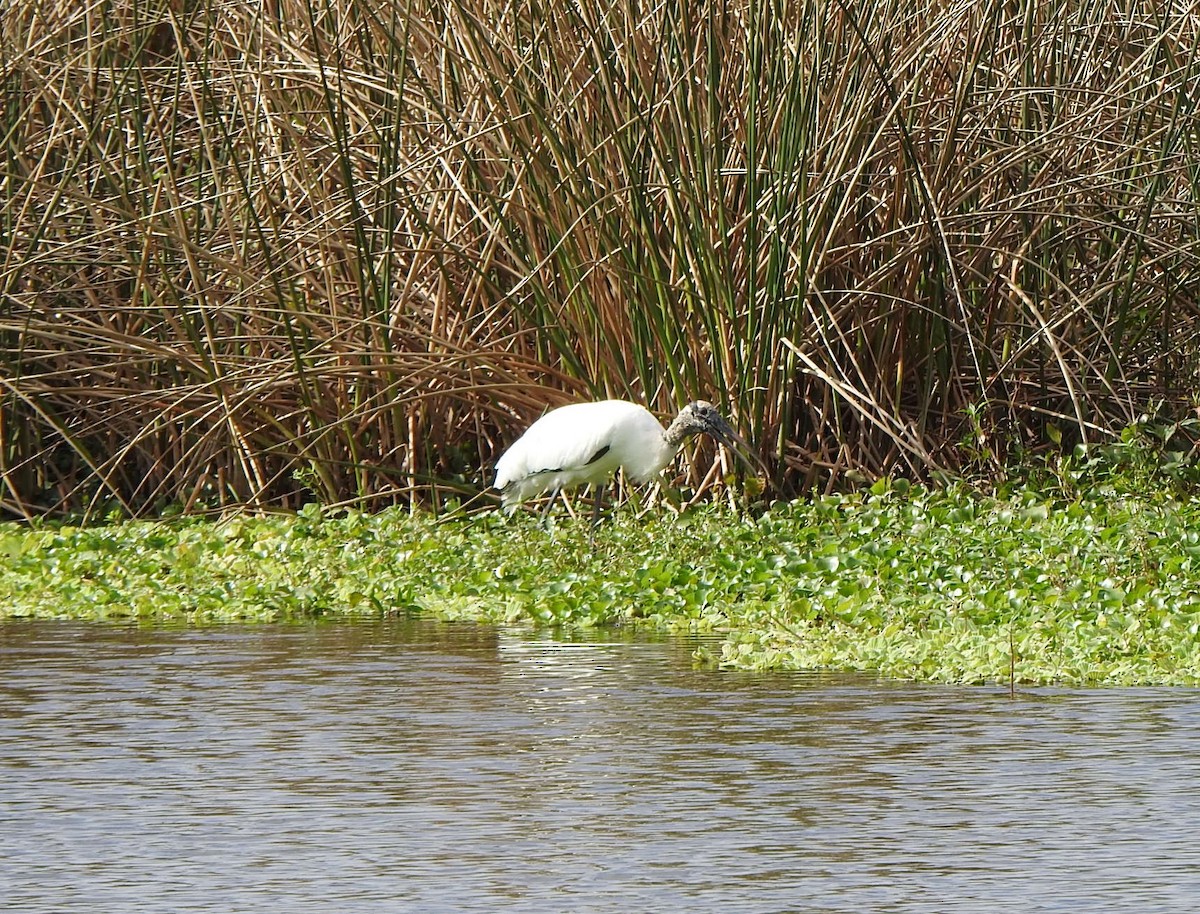Kara Boyunlu Orman Leyleği - ML646667627