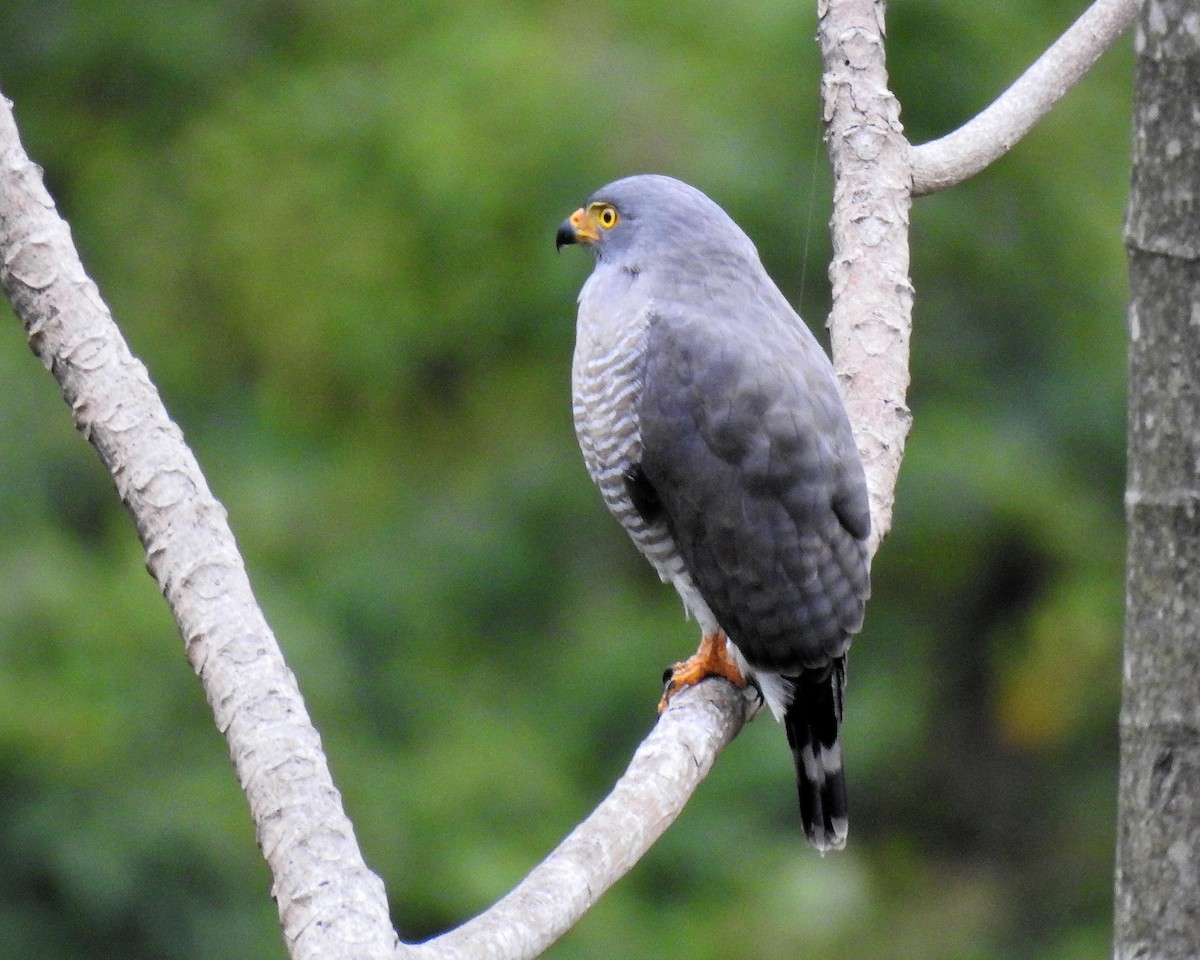 Roadside Hawk - ML646667628