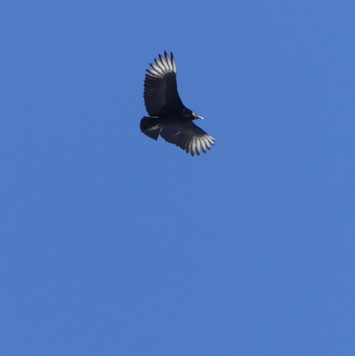 Black Vulture - ML646667630