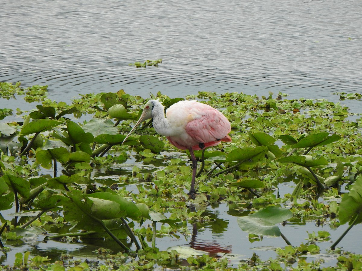 Pembe Kaşıkçı - ML646667632