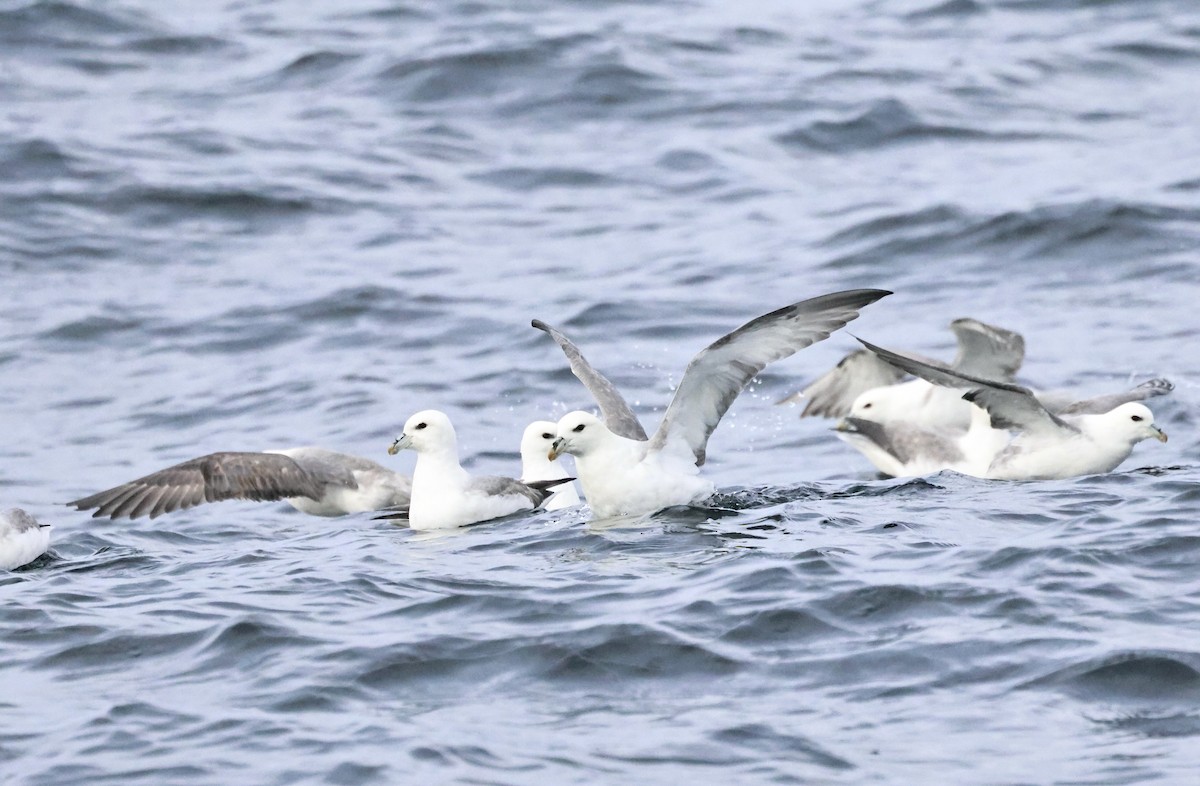 Fulmar boréal - ML646667633