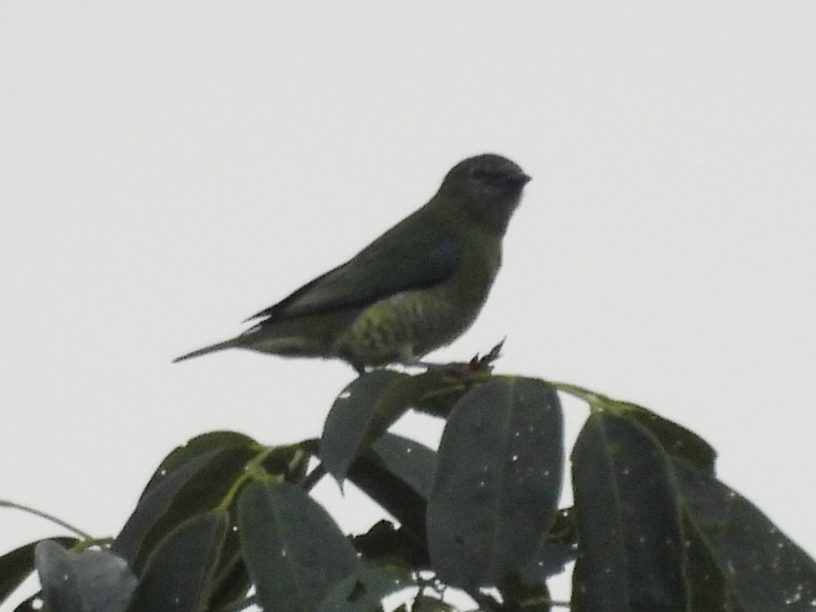 Swallow Tanager - ML646667634