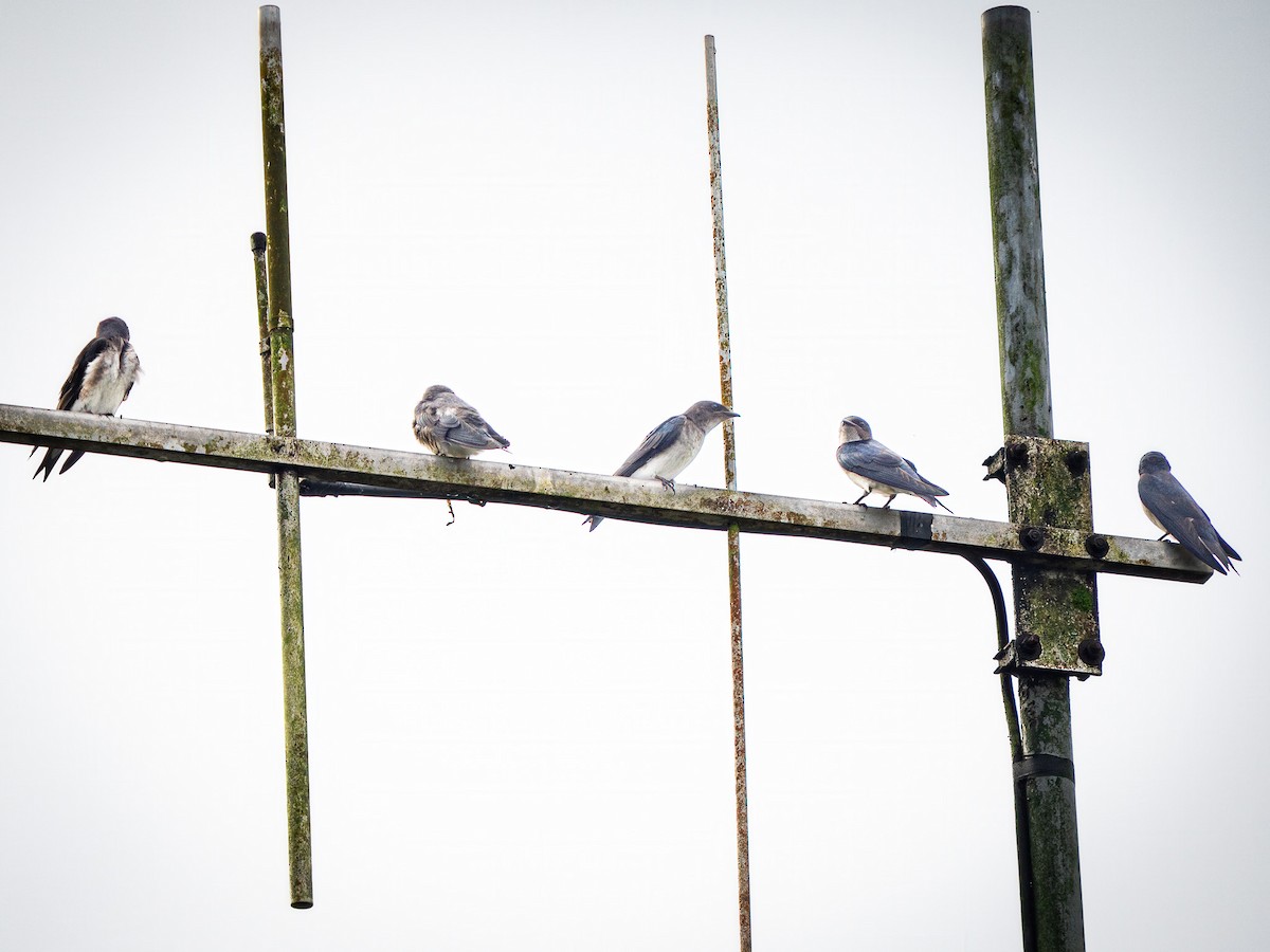 Gray-breasted Martin - ML646667635