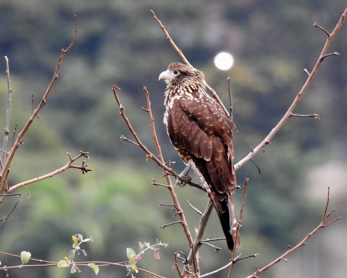 Yellow-headed Caracara - ML646667636