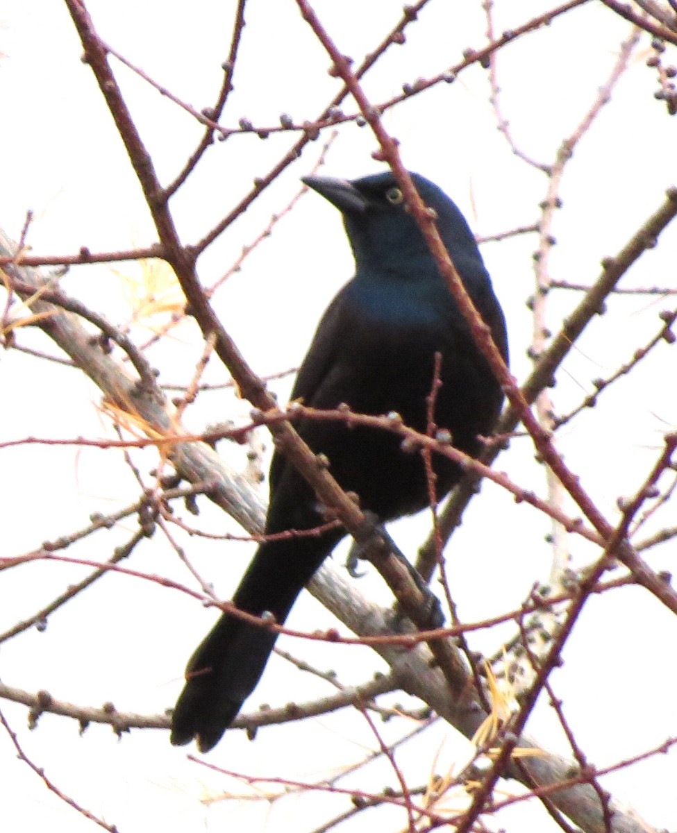 Mor Kiskal - ML646667637