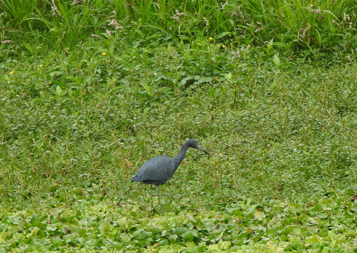 Mavi Balıkçıl - ML646667638