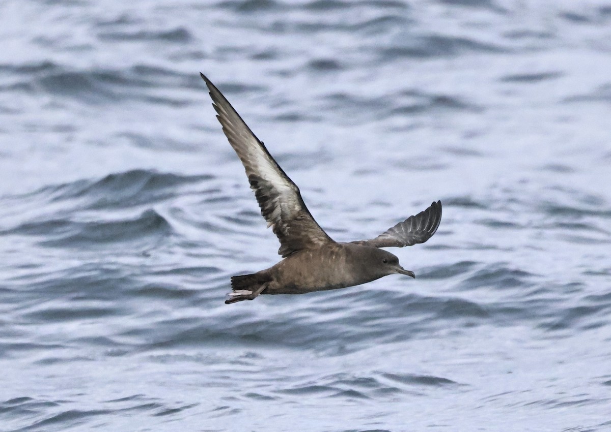 Puffin fuligineux - ML646667639