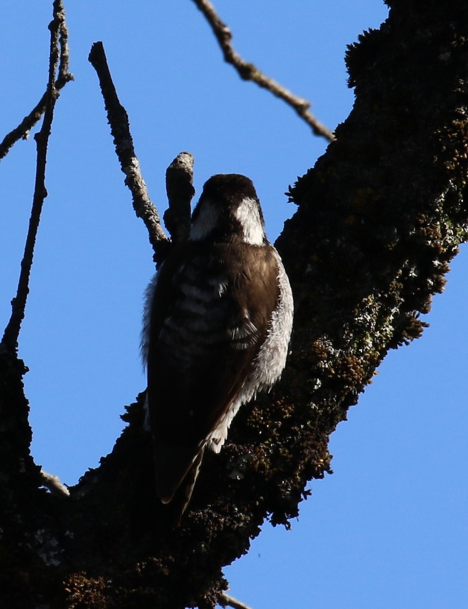 Strickland's Woodpecker - ML646667640