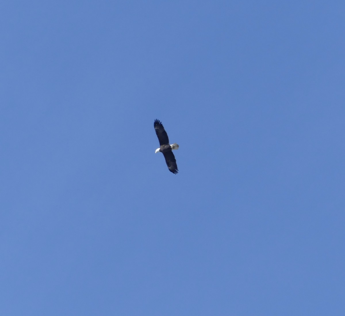 Bald Eagle - ML646667642