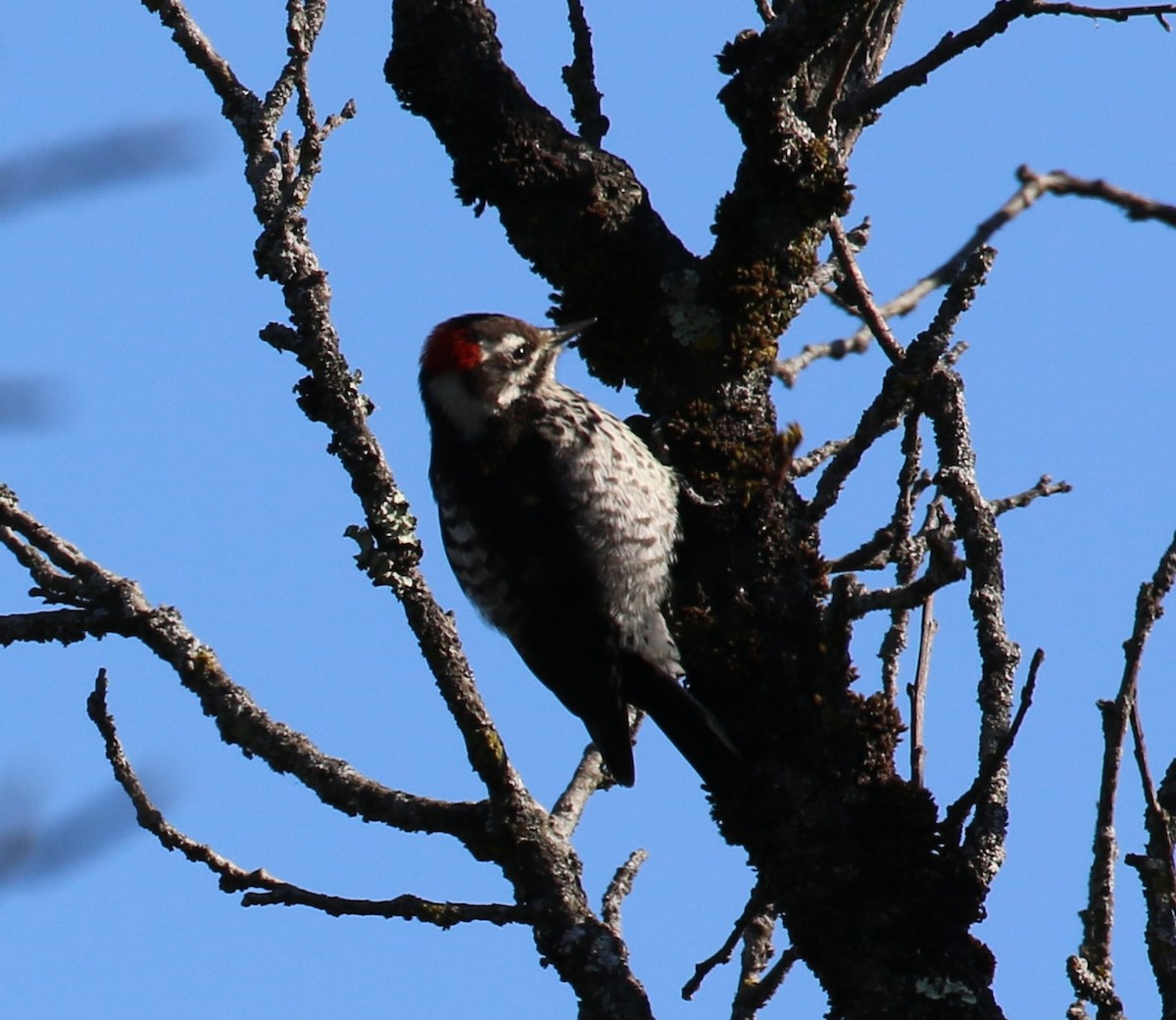 Strickland's Woodpecker - ML646667644