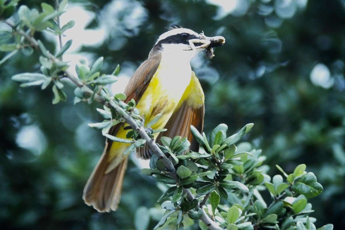 Пітанга велика - ML646667645