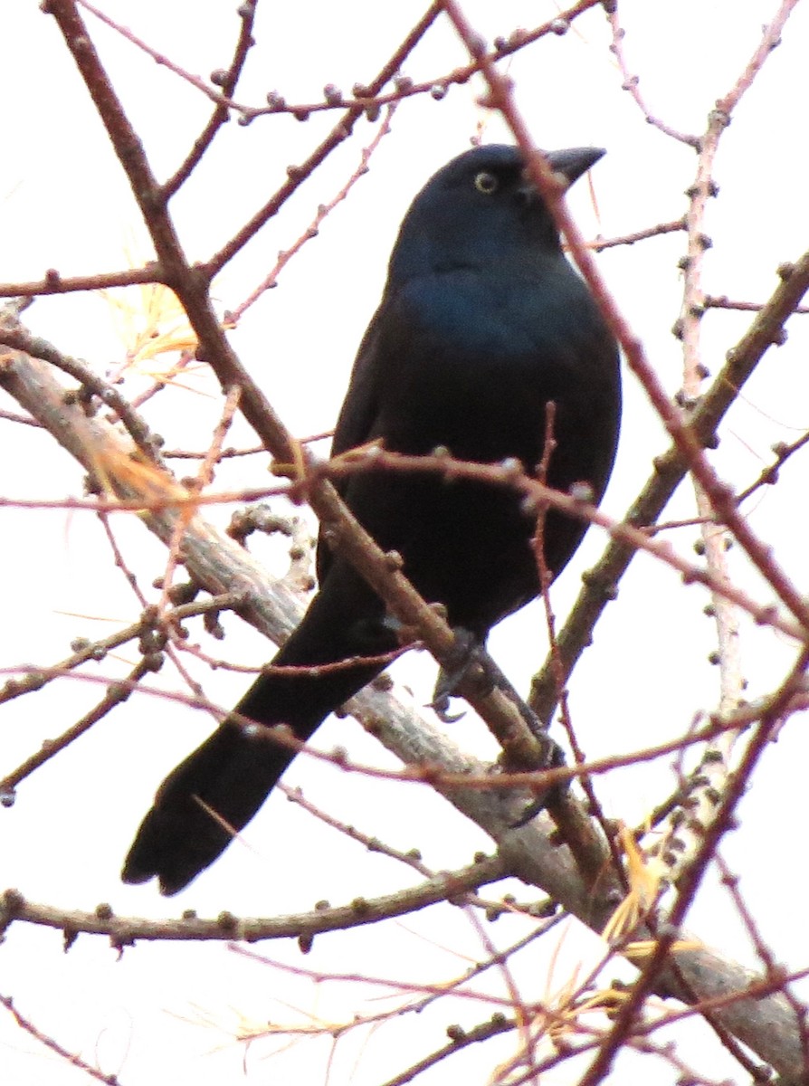 Mor Kiskal - ML646667649