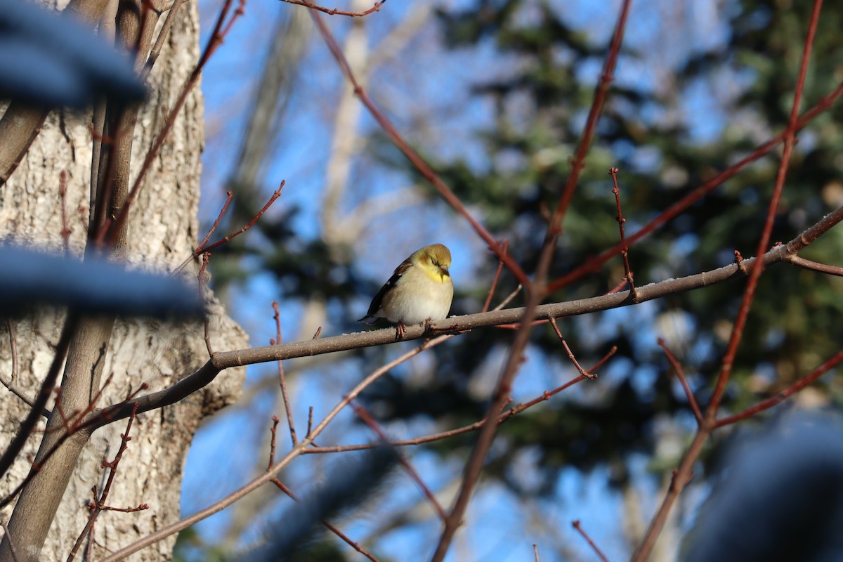 gulstillits - ML646667650