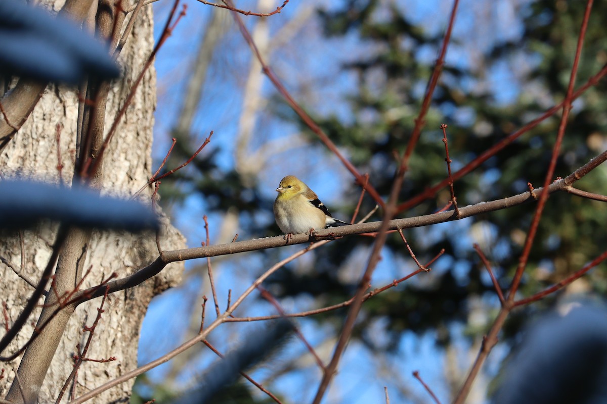 gulstillits - ML646667651