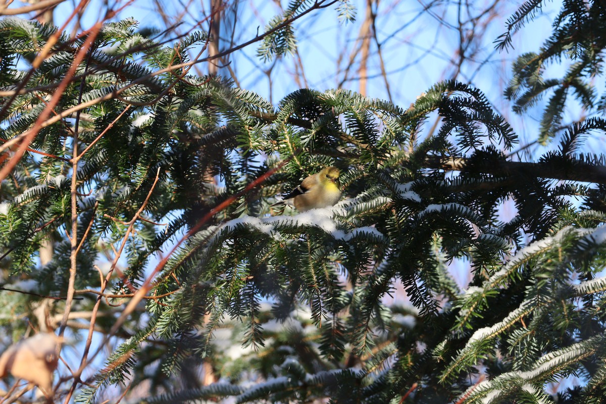 gulstillits - ML646667652