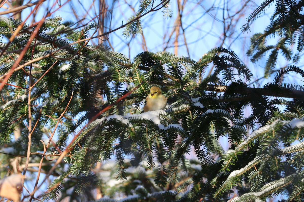 gulstillits - ML646667653