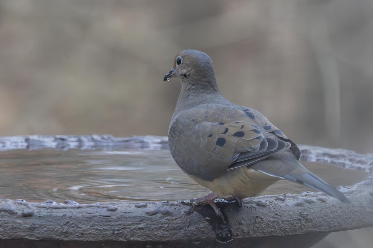 תורית אמריקנית - ML646667658