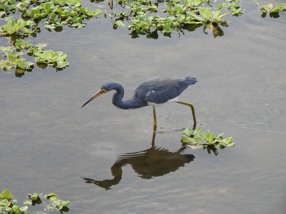 Üç Renkli Balıkçıl - ML646667659