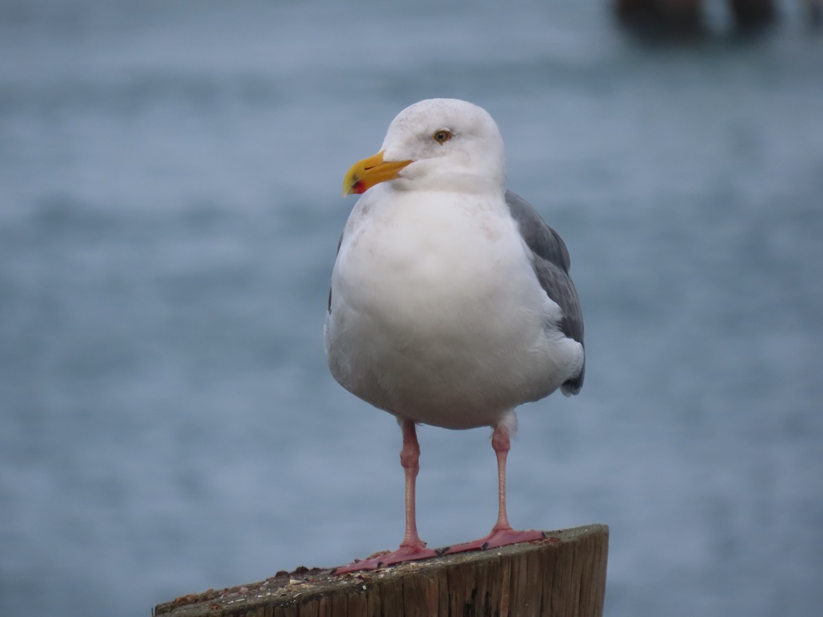 Western Gull - ML646667660