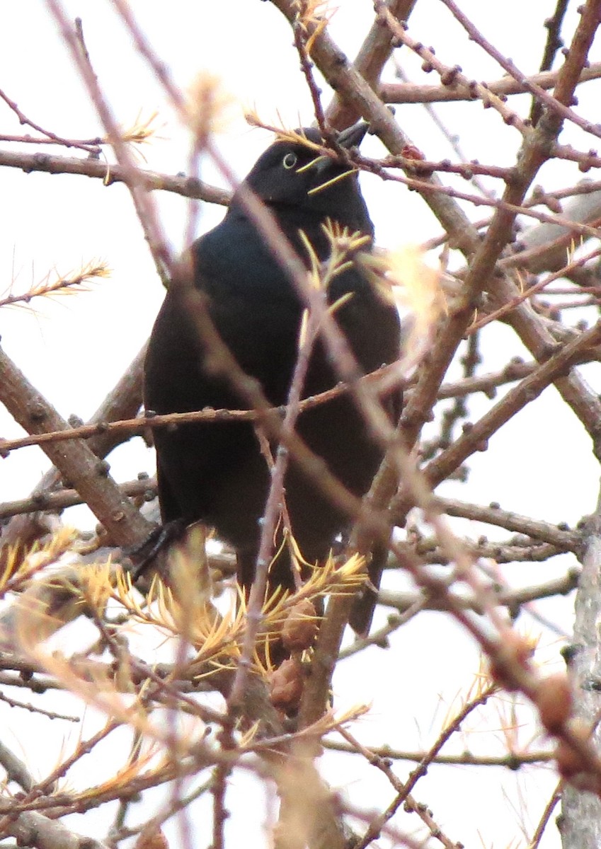 Mor Kiskal - ML646667661