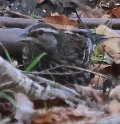 Red-winged Blackbird - ML646667662
