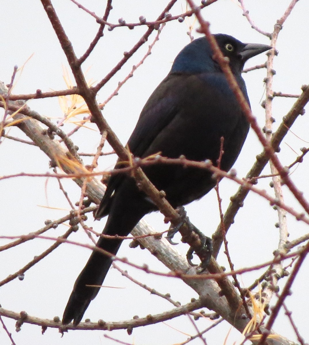 Mor Kiskal - ML646667663