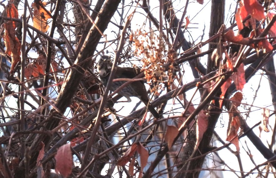 svartflekktrost - ML646667665