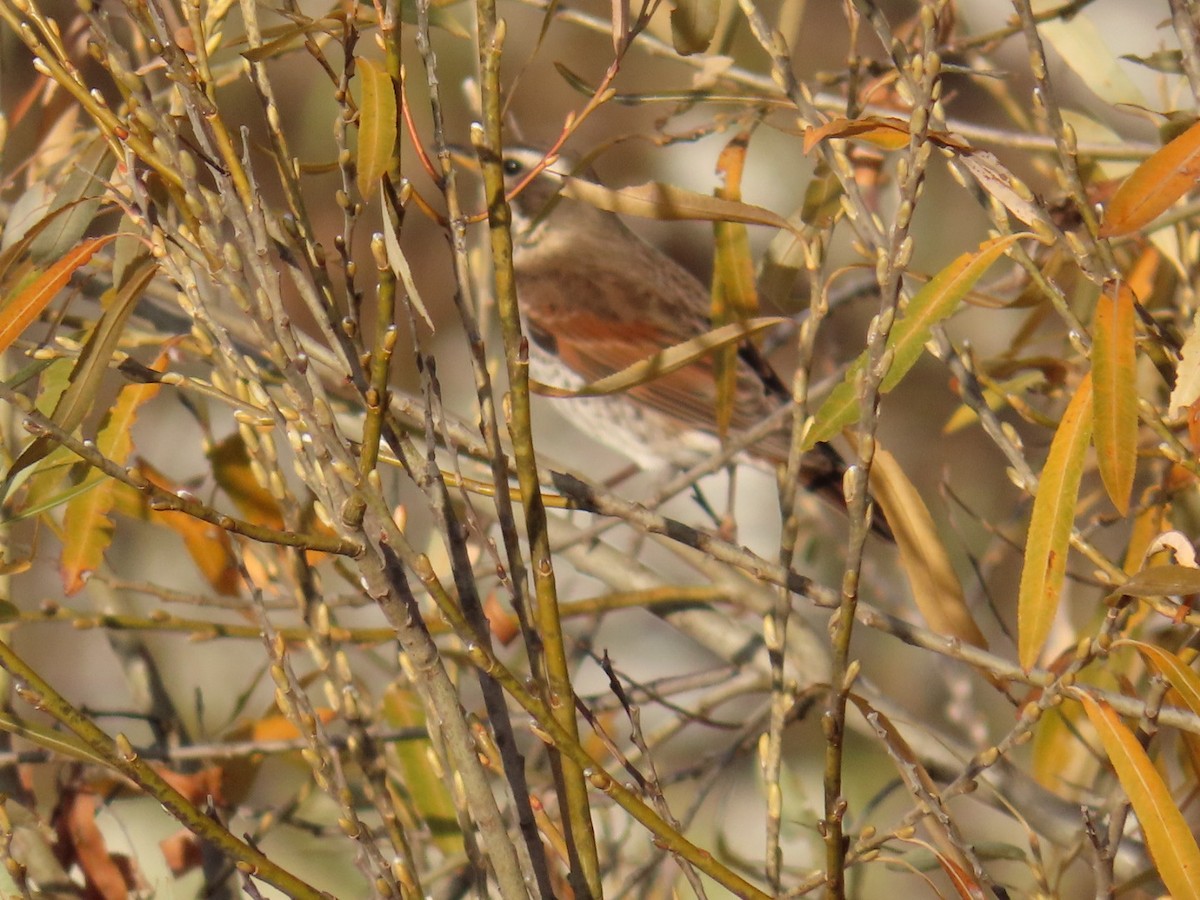 svartflekktrost - ML646667666