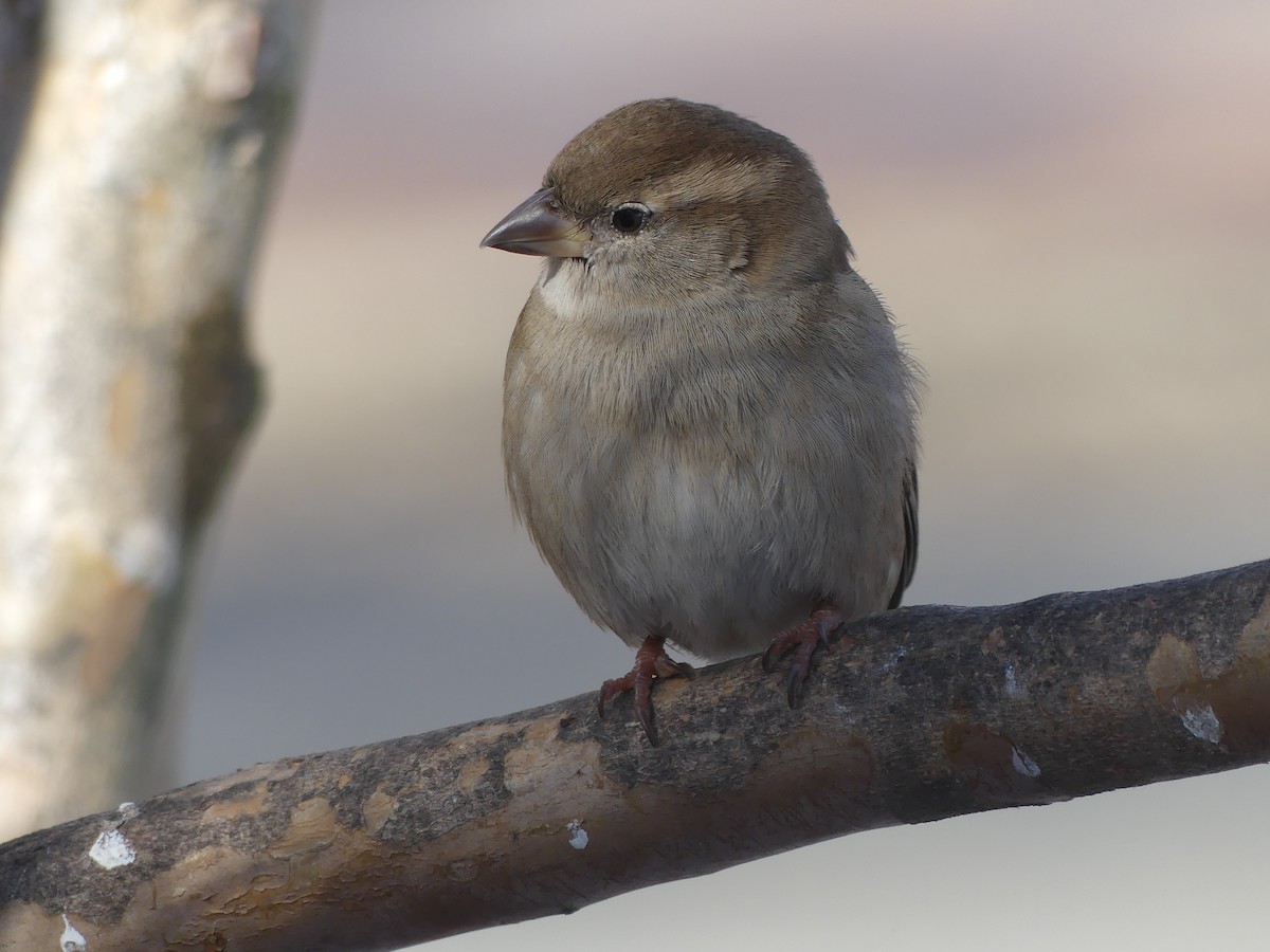 White-throated Sparrow - ML646667667