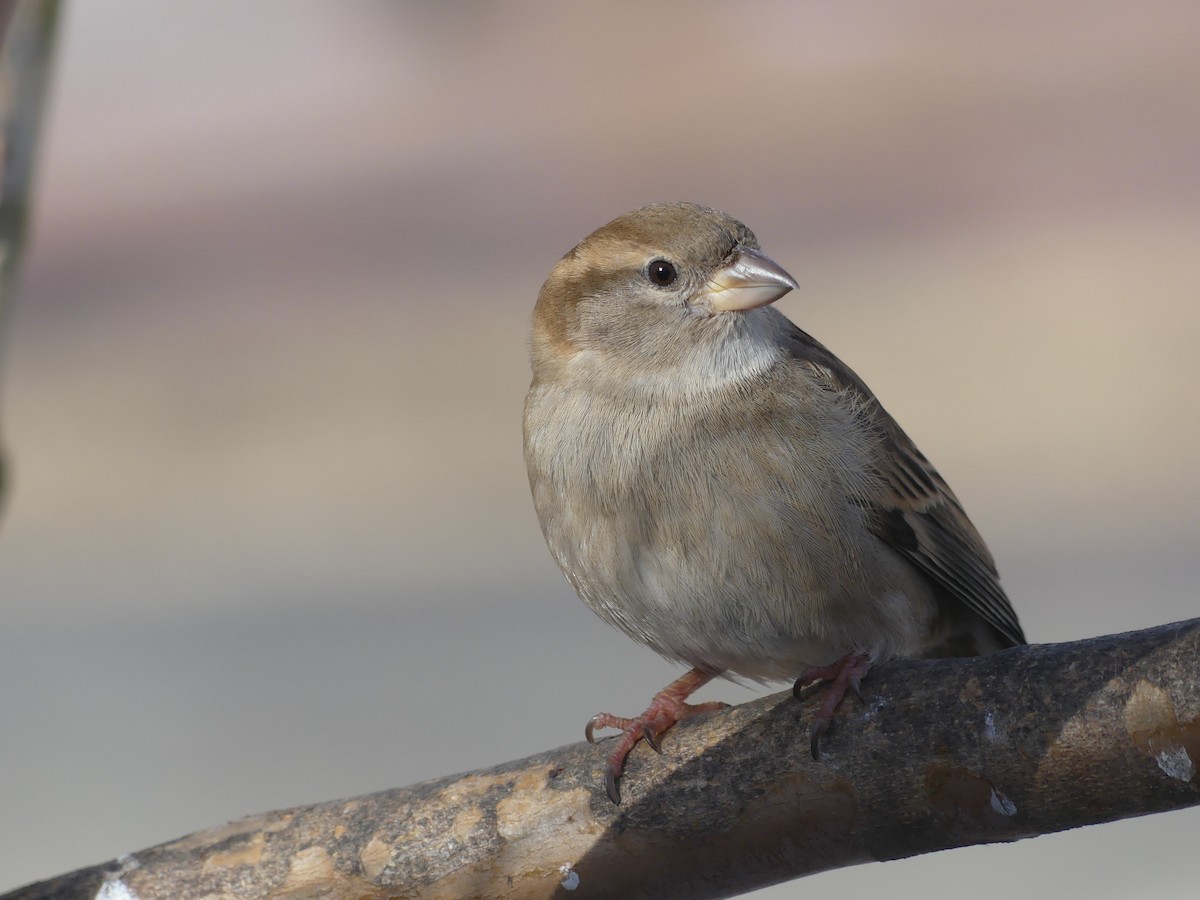 White-throated Sparrow - ML646667668