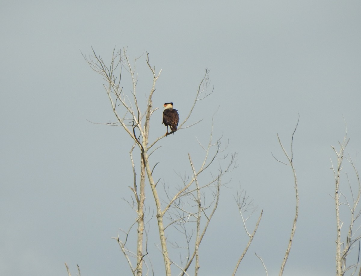Tepeli Karakara - ML646667669